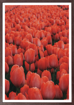 Røde Tulipaner Plakat