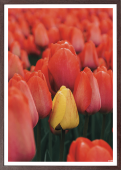 Tulipaner Plakat