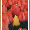 Tulipaner Plakat