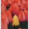Tulipaner Plakat