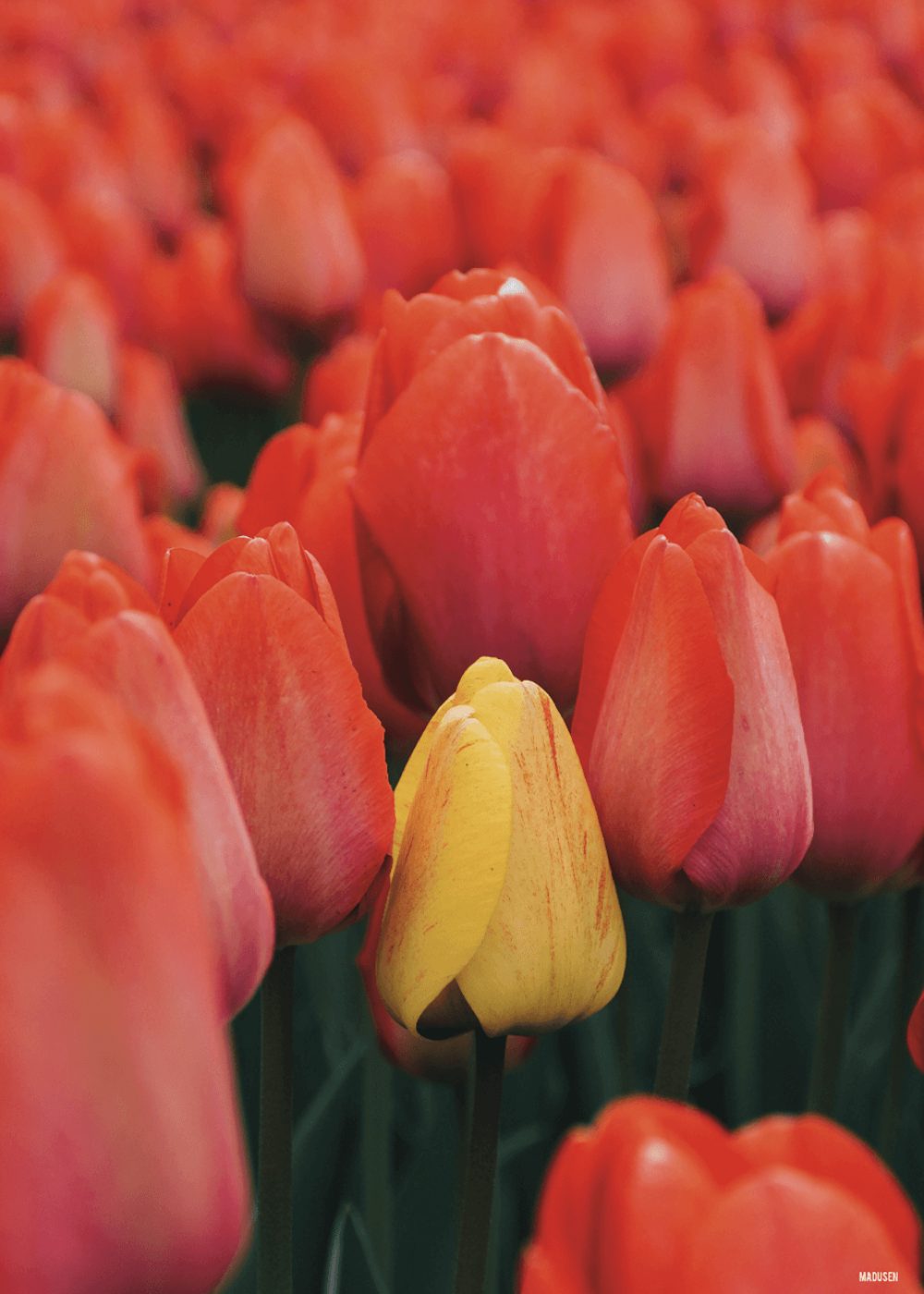 Tulipaner