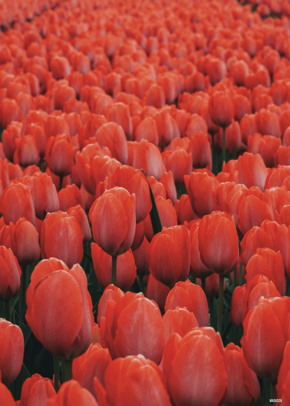 Røde Tulipaner