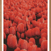 Røde Tulipaner Plakat