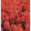 Røde Tulipaner Plakat