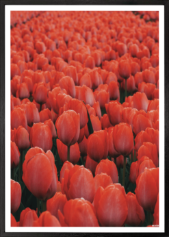 Røde Tulipaner Plakat