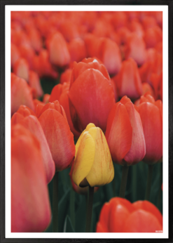Tulipaner Plakat