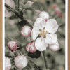 Æbleblomst Plakat