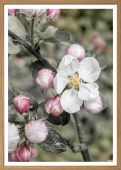 Æbleblomst Plakat