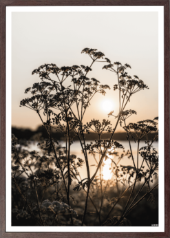 Solnedgang Blomst Plakat