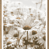 Marguerit Plakat