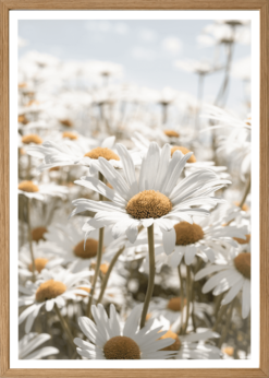 Marguerit Plakat