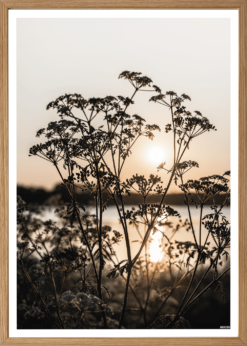 Solnedgang Blomst Plakat