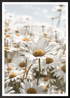 Marguerit Plakat