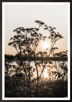 Solnedgang Blomst Plakat