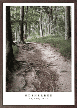 Alternative view of Odsherred Vejrhøj Skov Plakat