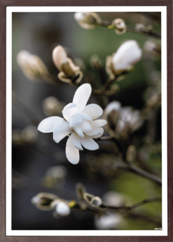 Magnolie Plakat