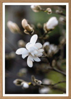 Magnolie Plakat