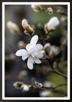 Magnolie Plakat