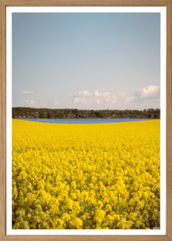 Tuse Næs Udsigt fra Næsset Plakat