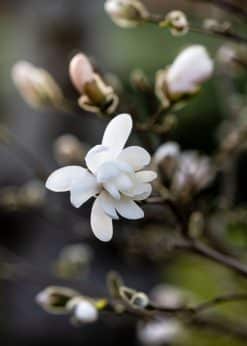 Magnolie Akustikbillede
