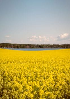 Tuse Næs Udsigt fra Næsset Akustikbillede