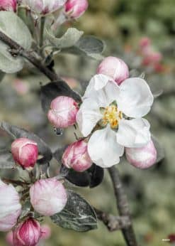 Æbleblomst Akustikbillede