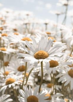 Marguerit Akustikbillede