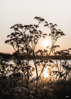 Solnedgang Blomst Akustikbillede