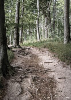 Odsherred Vejrhøj Skov Akustikbillede
