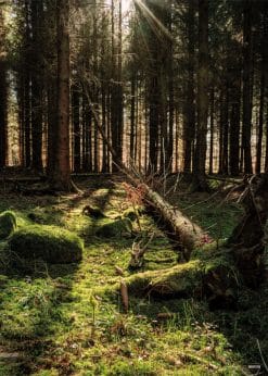 Fruerskov Akustikbillede