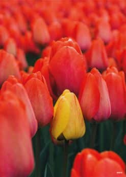 Tulipaner Akustikbillede