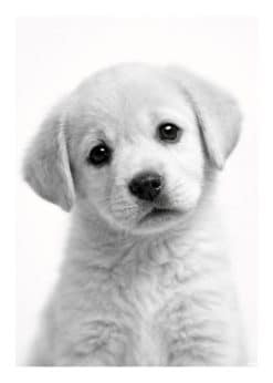 Cute Puppy Plakat